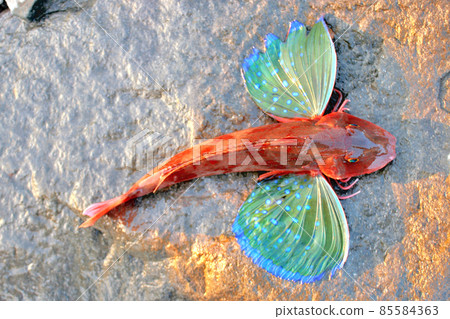 Live gurnard 85584363
