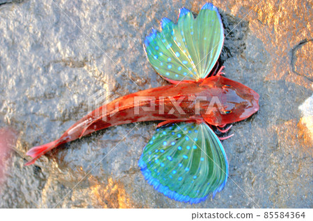 Live gurnard 85584364
