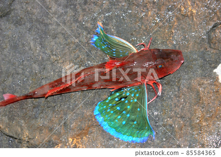Live gurnard Live gurnard 85584365