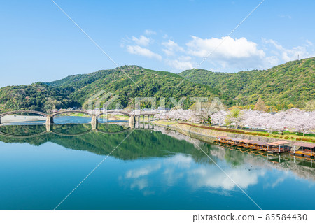 山口縣岩國市晴天的錦帶橋和櫻花 85584430