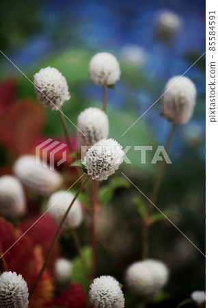 Senior grass 85584591