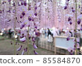  Wisteria flowers 85584870