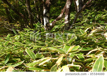 Kumasada Kumasada 85584880