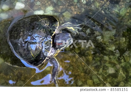 Midori turtle 85585151