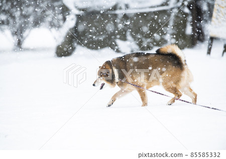 狗 Shiba Inu Snow Park 冬季 狗 Shiba Inu Snow Park 冬季 85585332