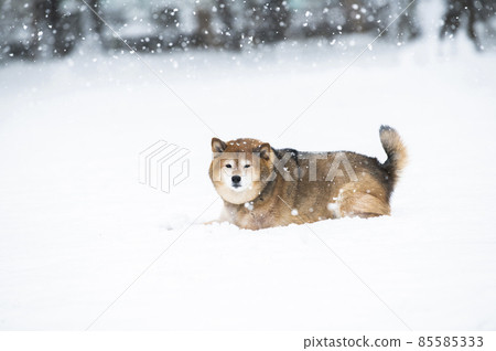 狗 Shiba Inu Snow Park 冬季 狗 Shiba Inu Snow Park 冬季 85585333