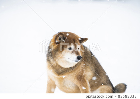 狗 Shiba Inu Snow Park 冬季 狗 Shiba Inu Snow Park 冬季 85585335