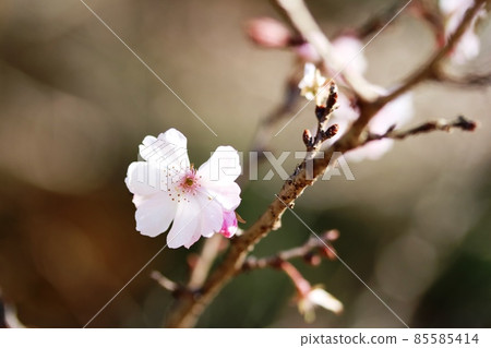 十二月盛開的大櫻花(十月櫻花) 十二月盛開的大櫻花(十月櫻花) 85585414