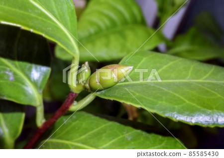 Camellia Camellia 85585430