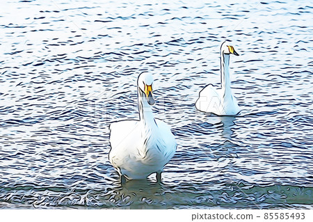 柔和的“天鵝”野鳥“”插圖圖像 柔和的“天鵝”野鳥“”插圖圖像 85585493