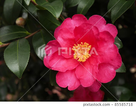 熊本大學黑神北校區花紅山茶花 85585718