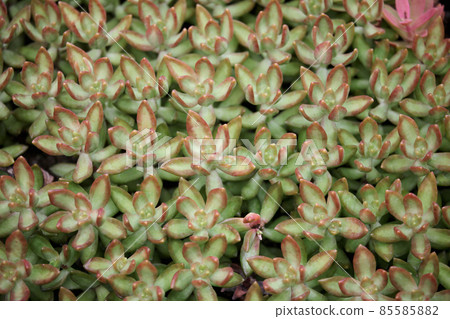 Sedum Sedum 85585882