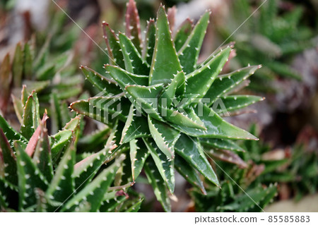 Huyajo Huyajo 85585883