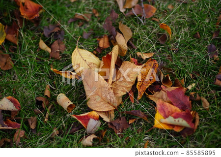 落葉 落葉 85585895