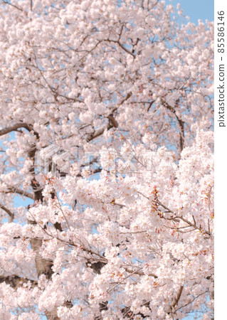櫻花盛開 85586146
