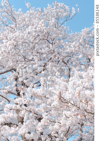 Cherry tree in full bloom  85586148