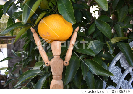 Kawano Natsu Orange and a drawing doll 85586239