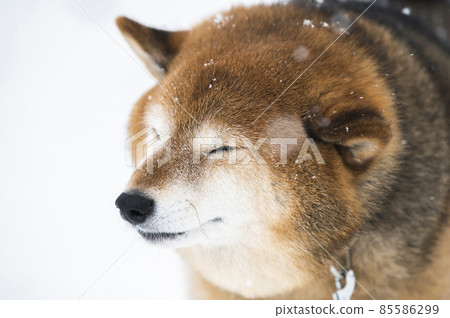 Dog Shiba Inu Snow Park Winter Eyes Dog Shiba Inu Snow Park Winter Eyes 85586299
