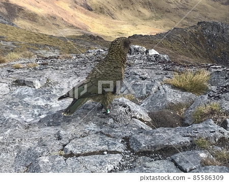 Kia New Zealand endemic species 85586309