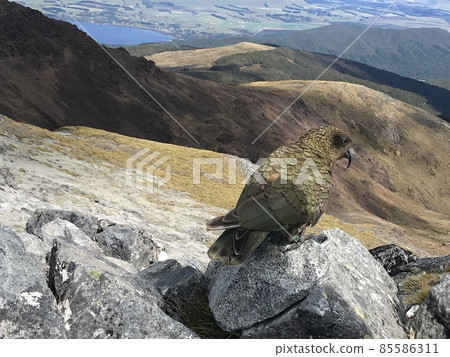 起亞新西蘭特有物種 起亞新西蘭特有物種 85586311