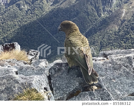 Kia New Zealand endemic species 85586312