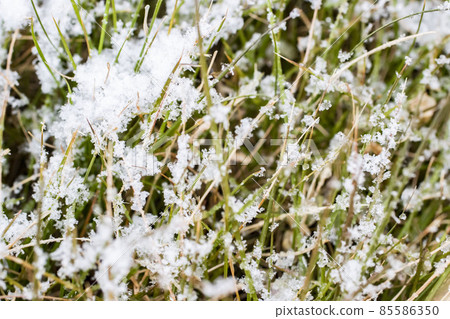 Close-up of powdered snow on the lawn Snowflake Snow landscape in Japan 85586350