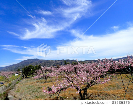 Arakawa Togenkyo peach blossom 85586376