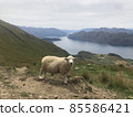 綿羊在新西蘭 85586421
