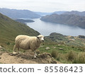 新西蘭羊勞埃德峰 85586423