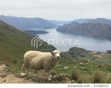 新西蘭羊瓦納卡 85586424