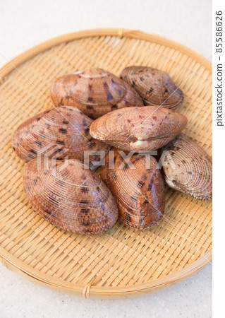 醜陋的帕菲亞 醜陋的帕菲亞 85586626