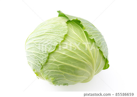 捲心菜 85586659