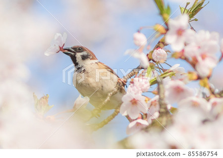 麻雀和櫻花 85586754