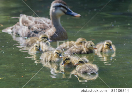 Karmala父親和兒子 85586844