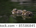 Spot-billed duck chick 85586845