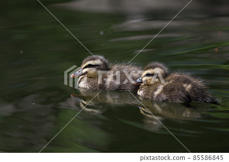 Spot-billed duck chick 85586845