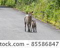 Antelope parent and child 85586847