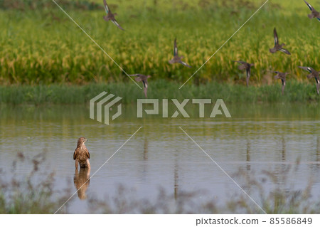 蒼鷹幼鳥狩獵失敗 85586849