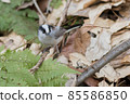 Carrying long-tailed tit nest material 85586850