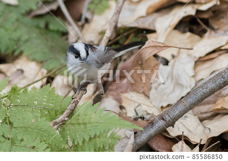 攜帶長尾山雀窩料 攜帶長尾山雀窩料 85586850