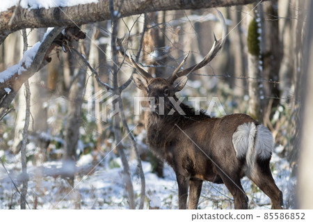 Ezo deer Ezo deer 85586852