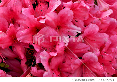 杜鵑花與閃亮的雨露 杜鵑花與閃亮的雨露 85586894