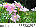 Hablasus Robustus 85586897