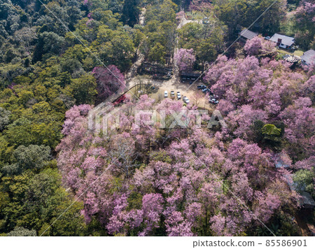 Beautiful aerial view of cherry blossom forest blooming on the mountain in area of Phu Chi Fa forest park in Chiang Rai province of Thailand in winter season. Beautiful aerial view of cherry blossom forest blooming on the mountain in area of Phu Chi Fa forest park in Chiang Rai province of Thailand in winter season. 85586901