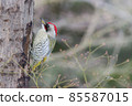 Japanese green woodpecker 85587015