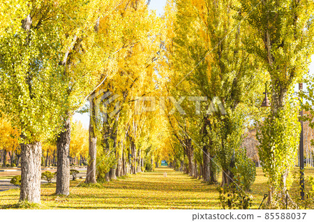 Autumnal leaves trees Autumnal leaves trees 85588037