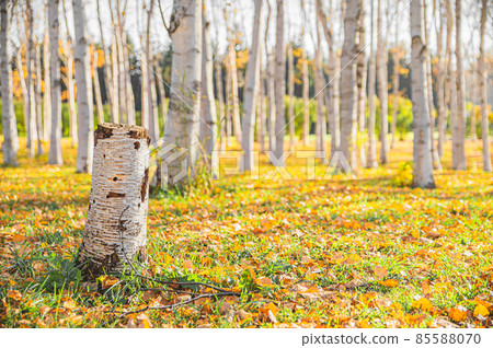 Shirakaba樹樁 85588070