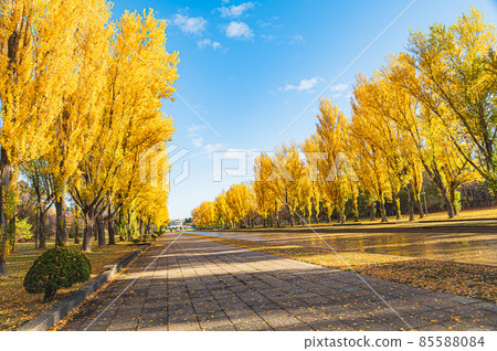 Yellow park Yellow park 85588084