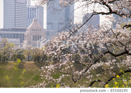 櫻花，國會大廈 85588295