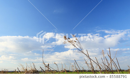 Field (leafy vegetables) Field (leafy vegetables) 85588791